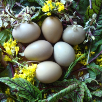 Flower and Pheasant Egg Salad https://bigsislittledish.wordpress.com/2012/04/26/flower-and-pheasant-egg-salad/