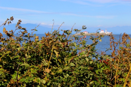 Salted seaside blackberries on Gabriola Island